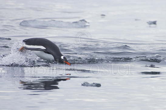 Gentoo Penguin porpoising