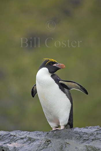 Macaroni Penguin