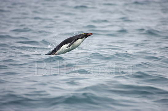 Macaroni Penguin porpoising