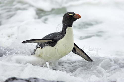 Rockhopper Penguin in Surf