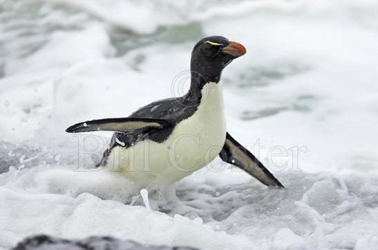 Rockhopper Penguin in surf