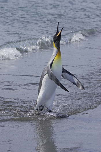 King Penguin Calling by Shore