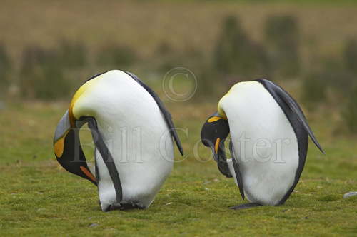 King Penguin Pair