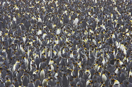 King Penguins