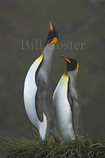 King Penguin display