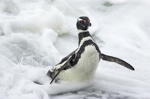 Megellanic Penguin Coming Ashore