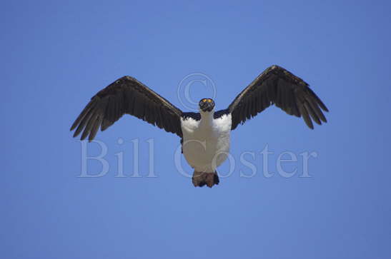 Antarctic Shag