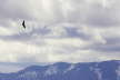 Griffon Vulture over Mountains