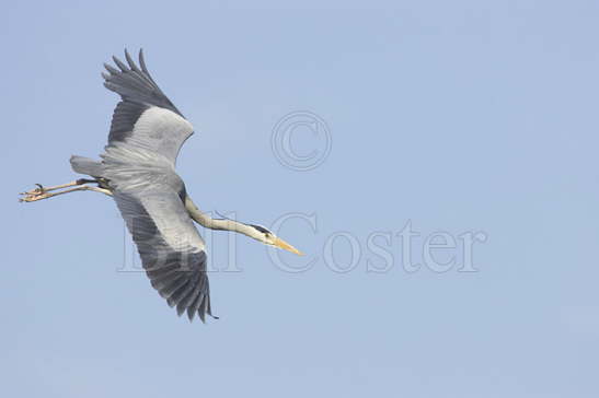 Grey Heron