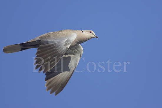 Collared Dove in Flight