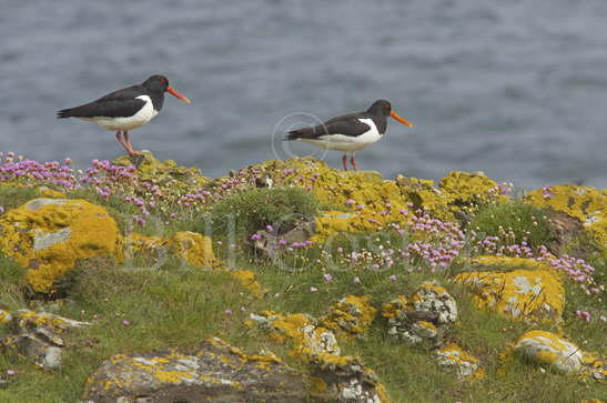 Oystercatcher