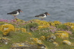 Oystercatcher