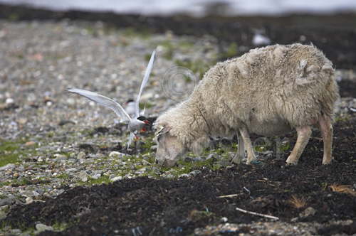 Arctic Tern Attacking Sheep