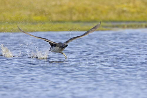 Red Throated Diver Taking Off