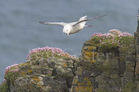 Fulmar and Thrift Covered Cliffs