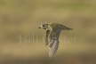 Golden Plover in Flight