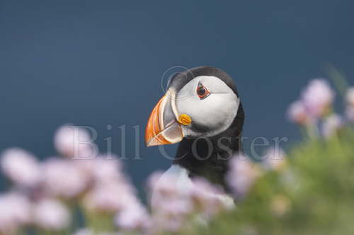 Puffin and Thrift
