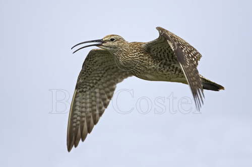 Whimbrel Calling in Flight