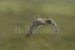 Whimbrel calling in flight
