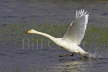 Whooper Swan Taking Off