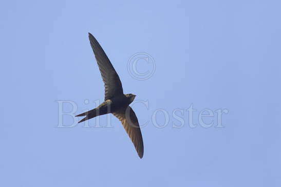 Common Swift