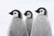 Three Wise Penguins...