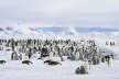 Snow Hill Penguin Colony
