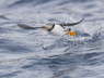 Puffin Taking Off from Sea