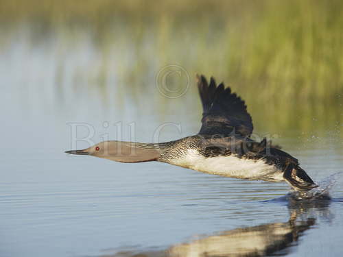 Red Throated Diver Taking Off