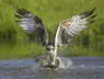 Fishing Osprey 