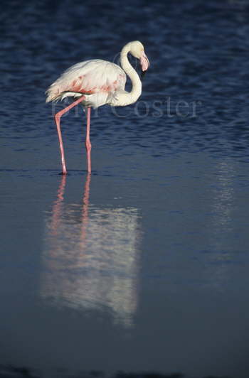 Greater Flamingo