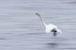 Whooper Swan Blur