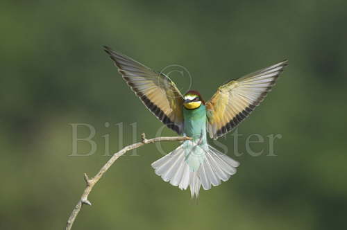 Bee-eater landing