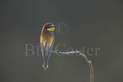 Backlit Bee-eater