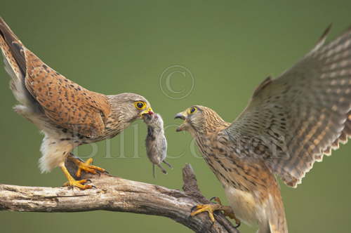 Kestrel foodpass