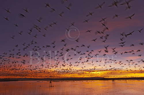 Snow Geese - Dawn Lift Off