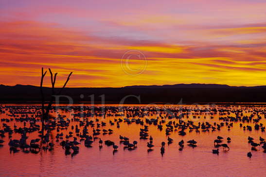 Snow Geese roost site at dawn