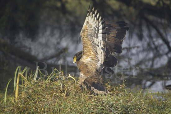 Crested Serpent Eagle with snake