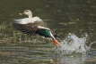 Spot-Billed Duck taking off