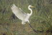 Great White Egret landing