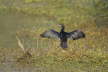 Pygmy Cormorant drying wings