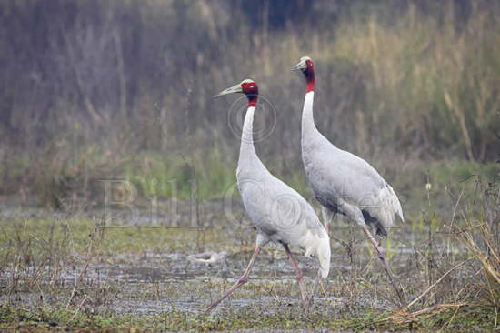 Sarus Crane pair