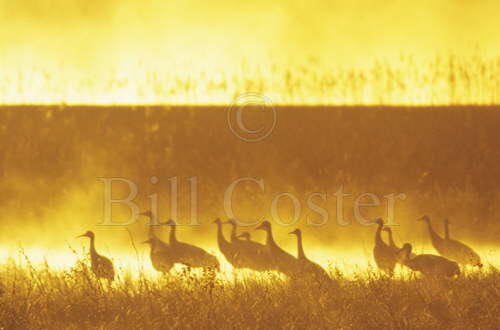 Sandhill Cranes - Fire in the Mist