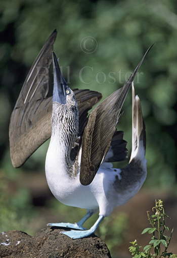 Blue Footed Booby Display
