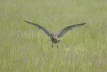 Curlew Flight