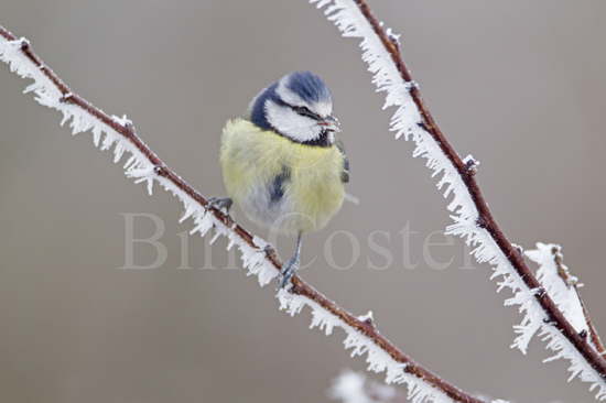 Blue Tit and Hoar Frost