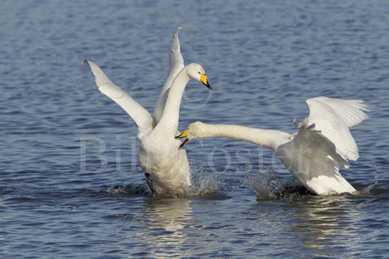 Whooper Swan Fight