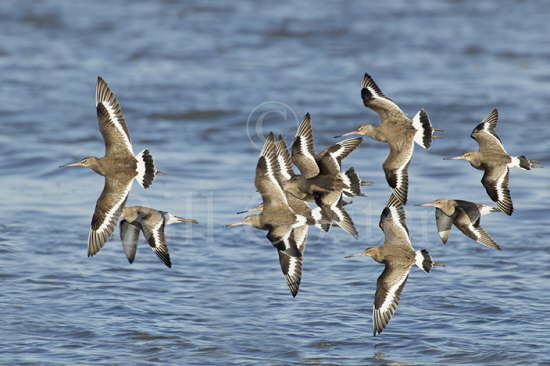 Black-tailed Godwit Flock Flight