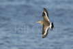 Black-tailed Godwit Flight
