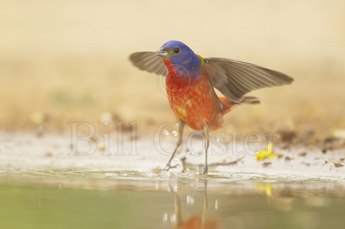 Painted Bunting - taking off